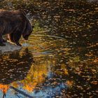 Braunbär am Wasser