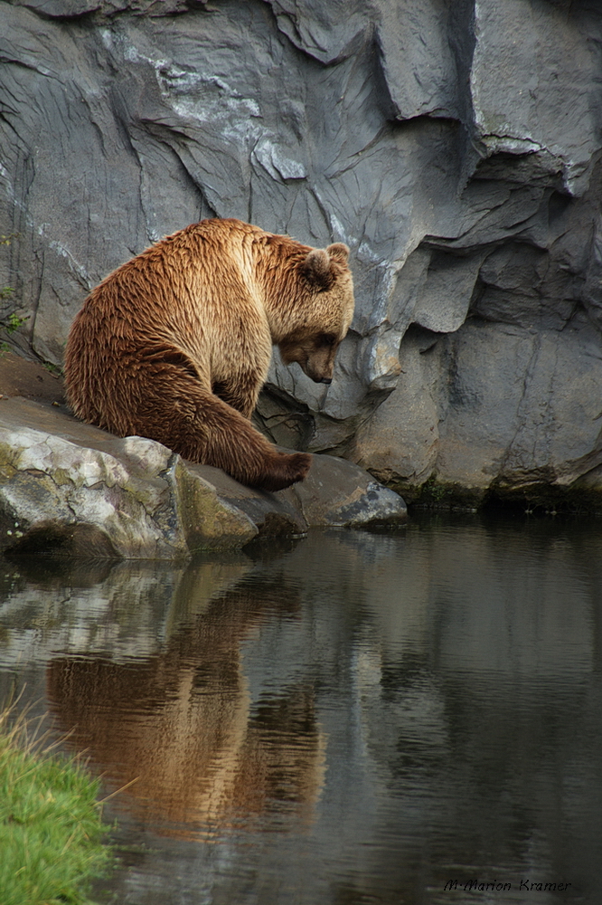 Braunbär am Wasser