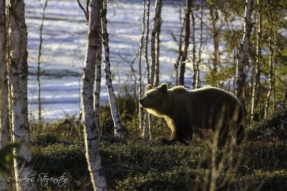 Braunbär auf besuch...