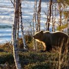 Braunbär auf besuch...