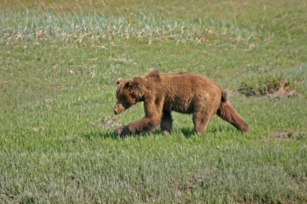 Braunbär auf der Madow