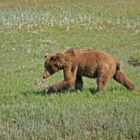 Braunbär auf der Madow