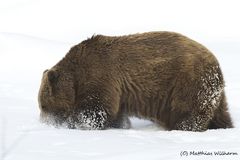 Braunbär - Auf der Suche