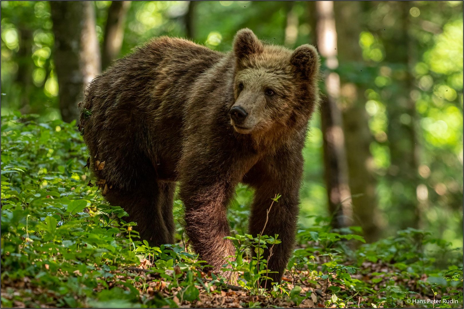 Braunbär auf Futtersuche