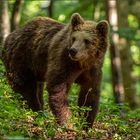 Braunbär auf Futtersuche