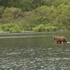 Braunbär auf Lachsfang