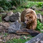 Braunbär auf Nahrungssuche