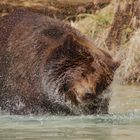 Braunbär auf Spritztour