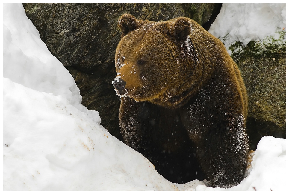 Braunbär aus dem Bayrischen Wald....