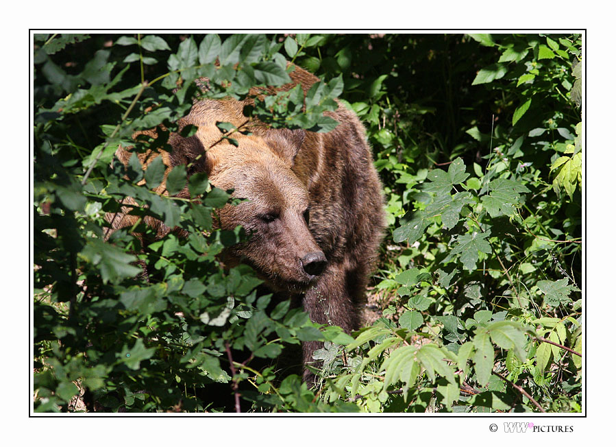 Braunbär