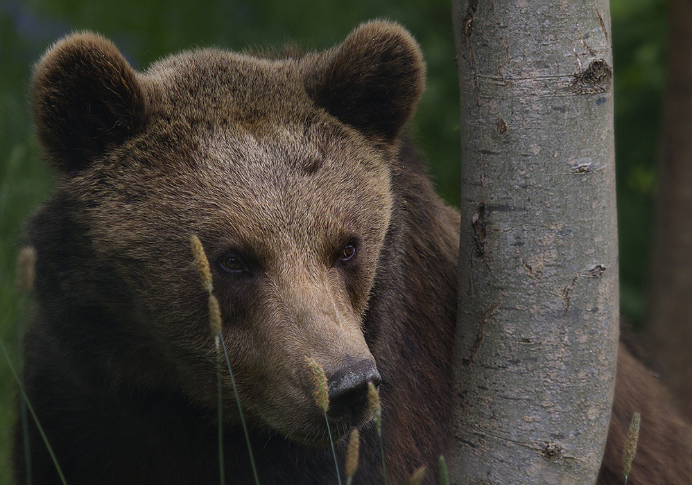 Braunbär