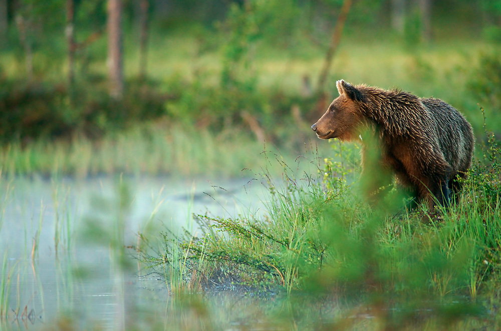 Braunbär