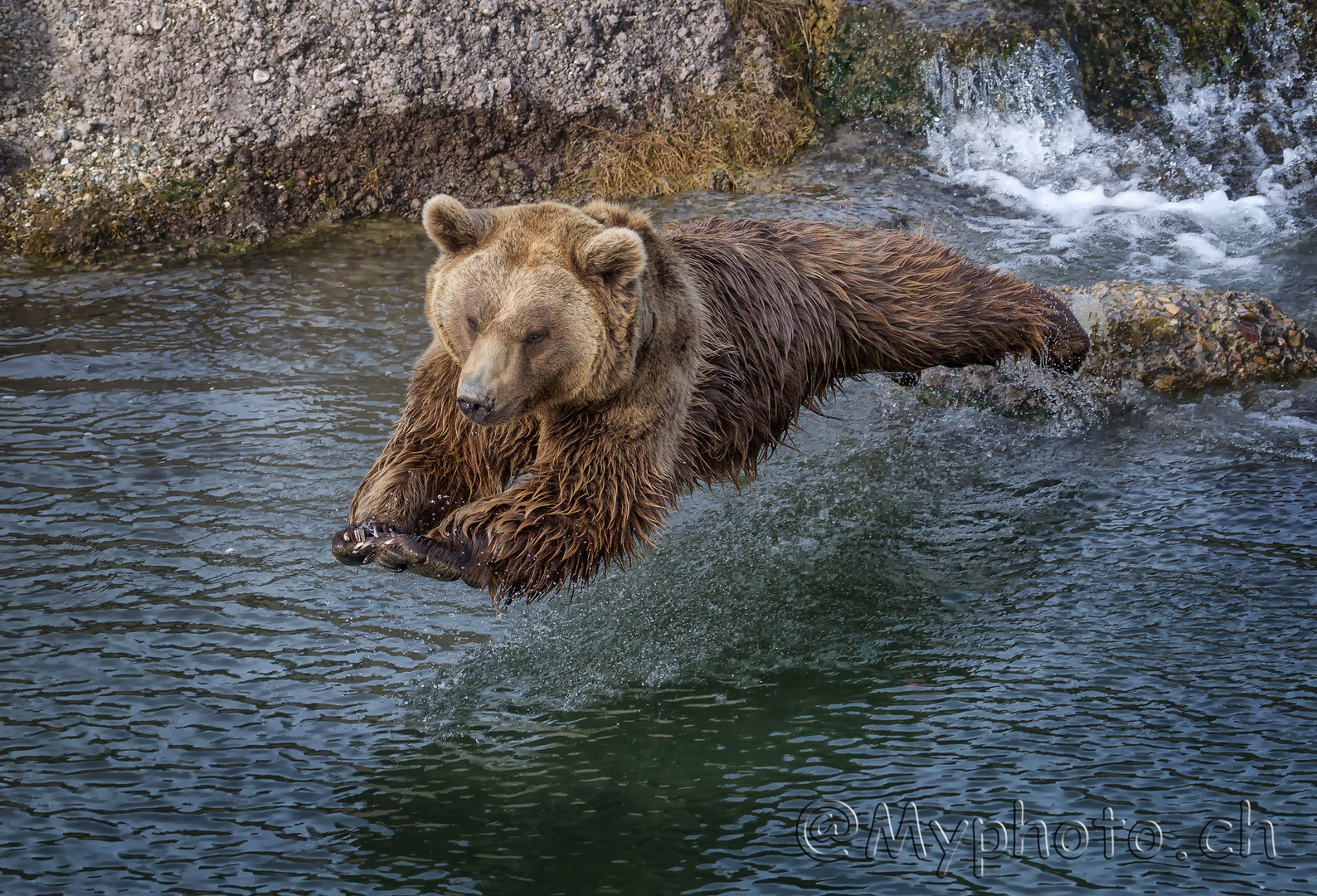 Braunbär