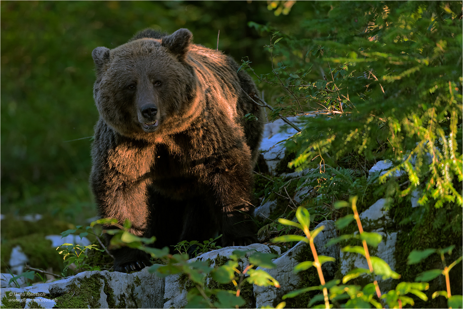 Braunbär