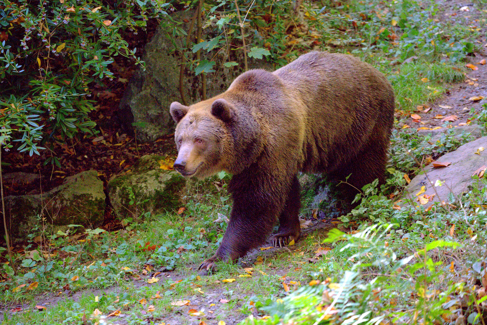 Braunbär