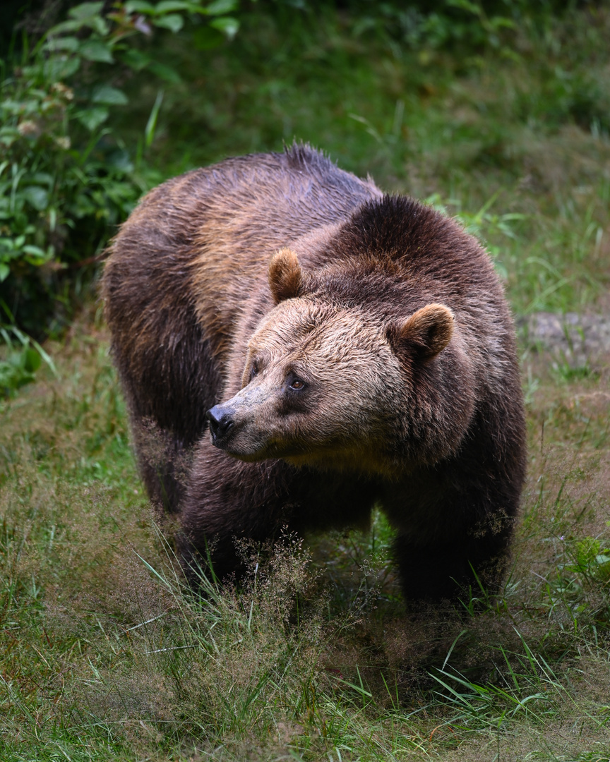 Braunbär