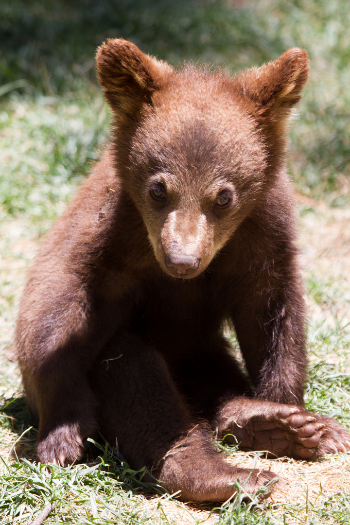 Braunbar Baby Foto Bild Tiere Wildlife Saugetiere Bilder Auf Fotocommunity