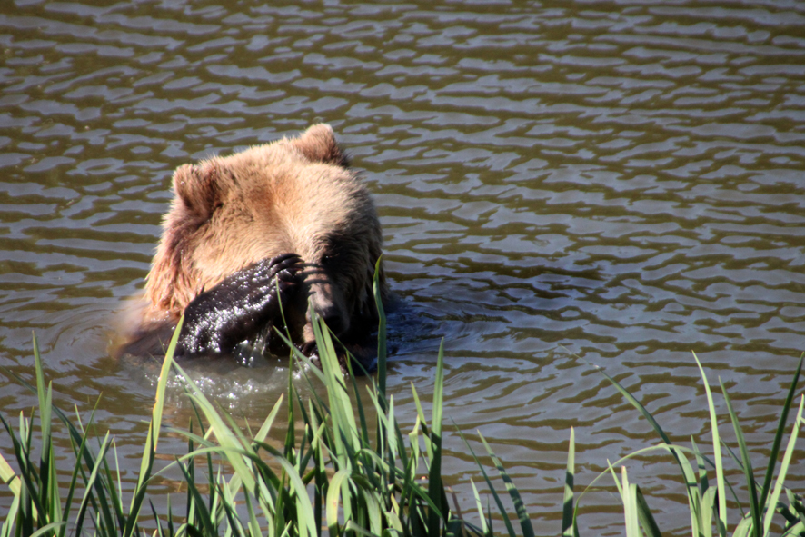 Braunbär badend