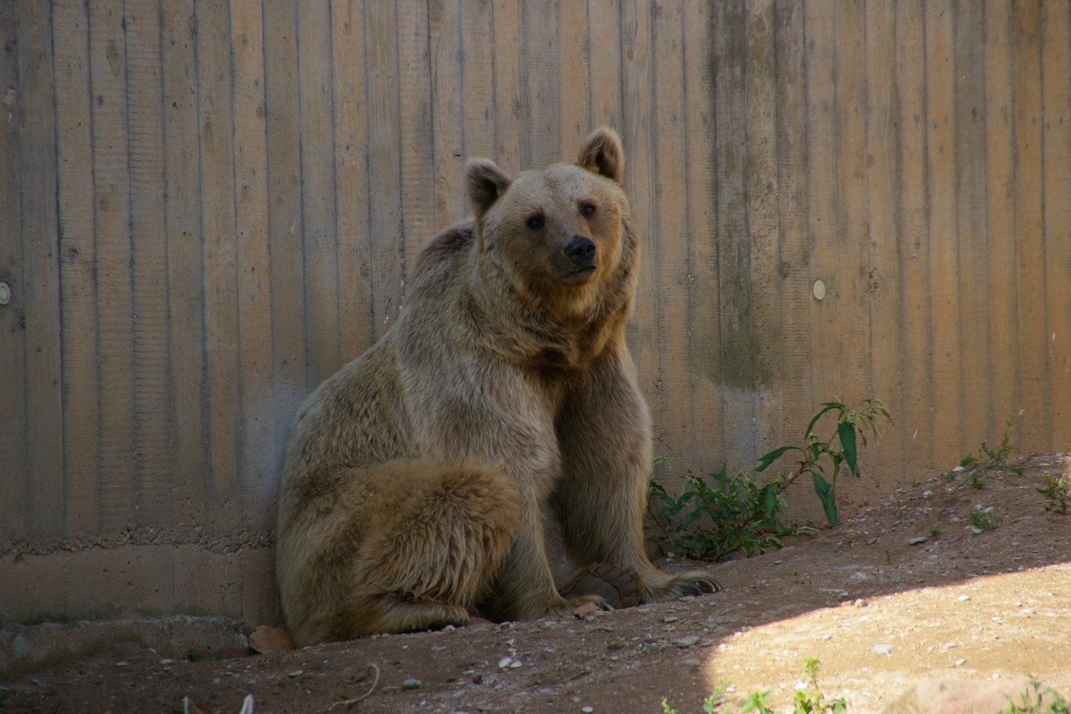 Braunbär