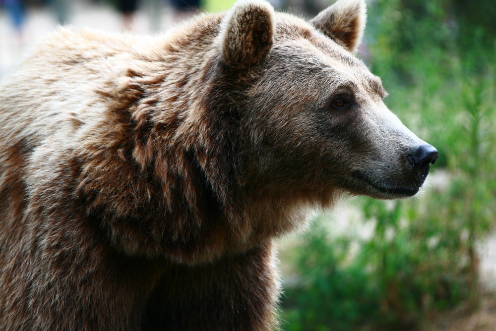 braunbär.