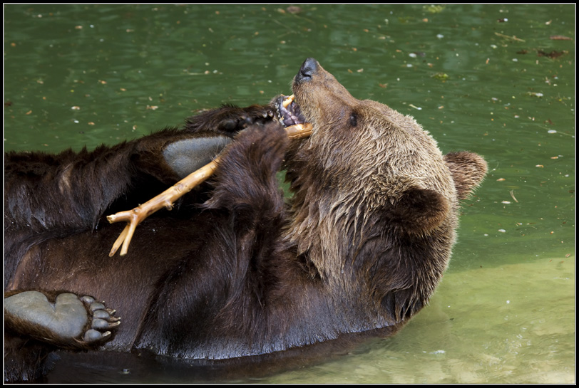 Braunbär