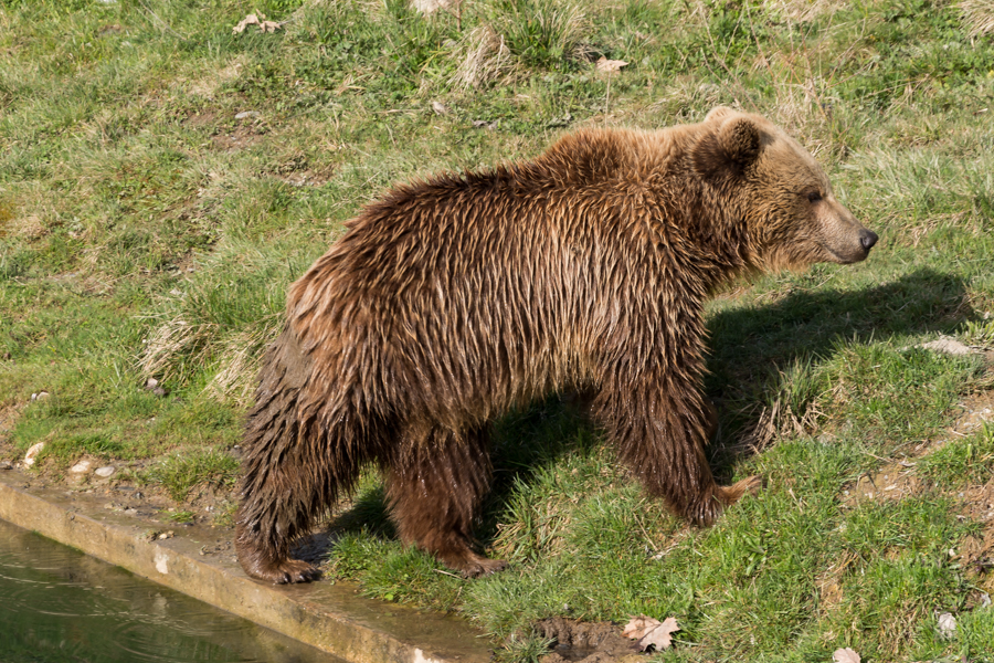 Braunbär