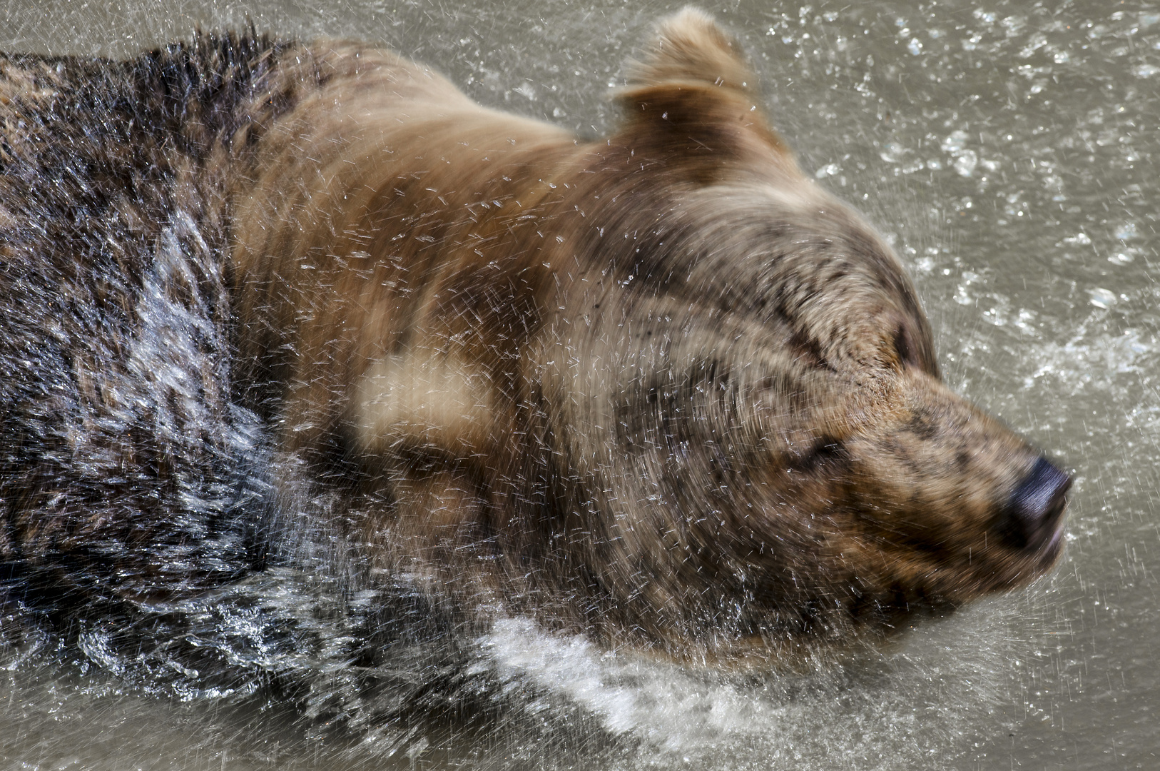 Braunbär bei der Morgenwäsche