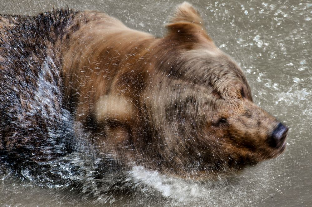 Braunbär bei der Morgenwäsche