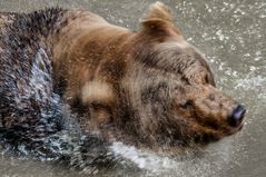 Braunbär bei der Morgenwäsche