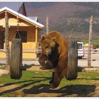 Braunbär bei Plitvice