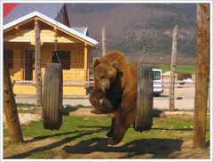 Braunbär bei Plitvice