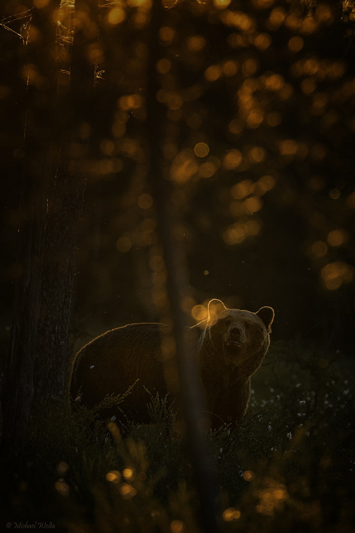 Braunbär bei Sonnenuntergang