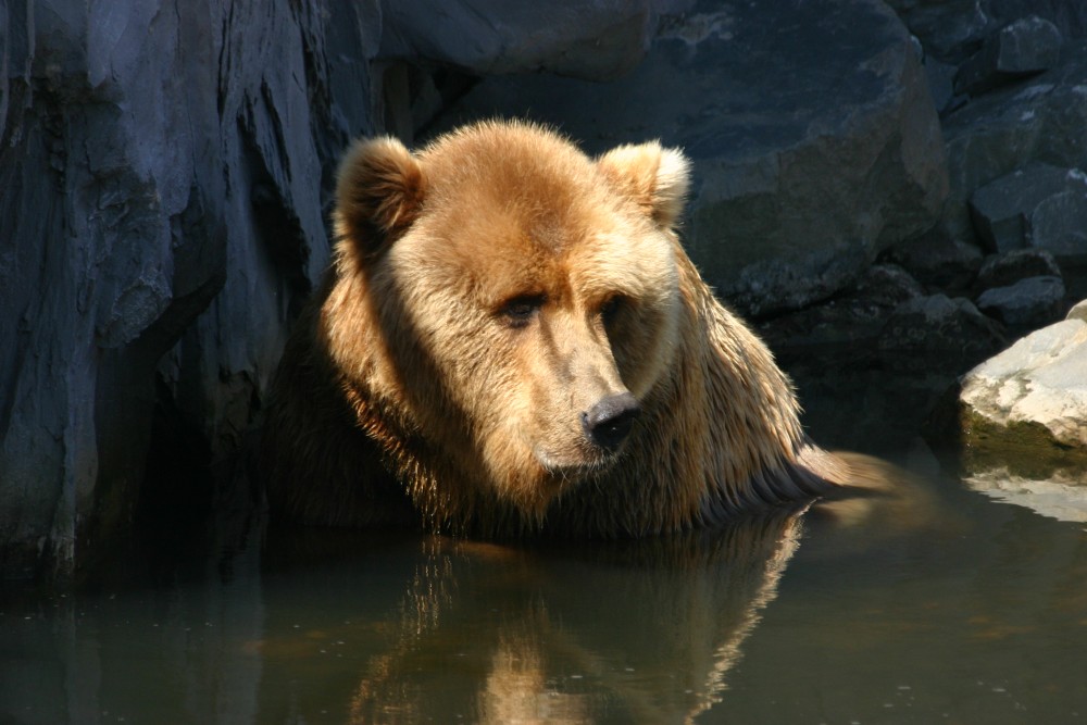 Braunbär beim Bade