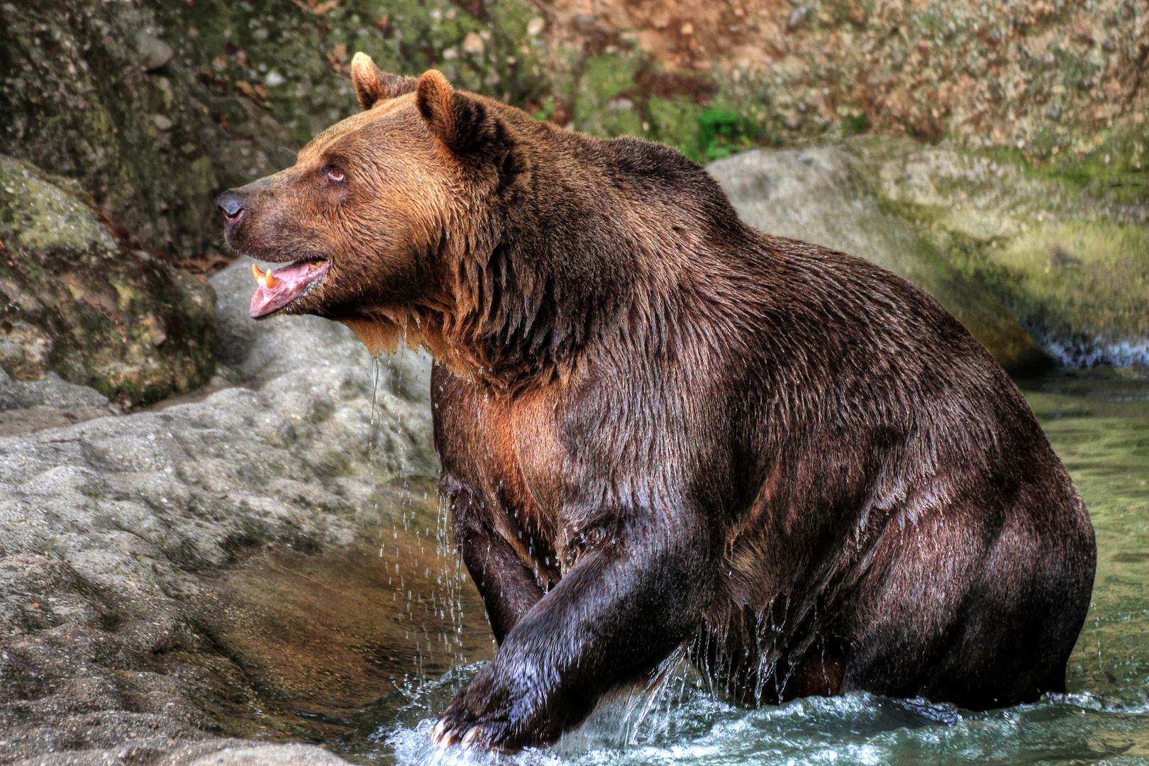 Braunbär beim Baden