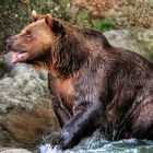 Braunbär beim Baden