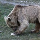 Braunbär beim Dessert