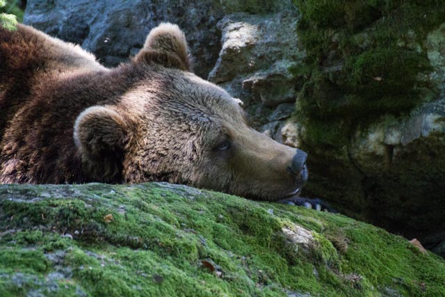 Braunbär beim Eindösen