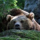 Braunbär beim MIttagsschlaf Tierfreigehege Rachel/Lusen , Bayerischer Wald