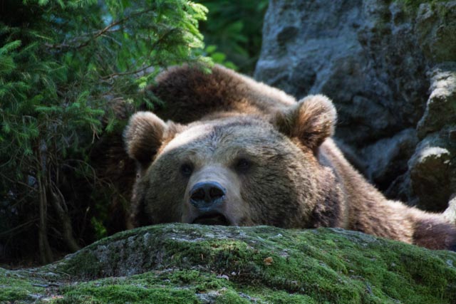 Braunbär beim MIttagsschlaf Tierfreigehege Rachel/Lusen , Bayerischer Wald