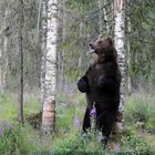 Braunbär beim Revier markieren