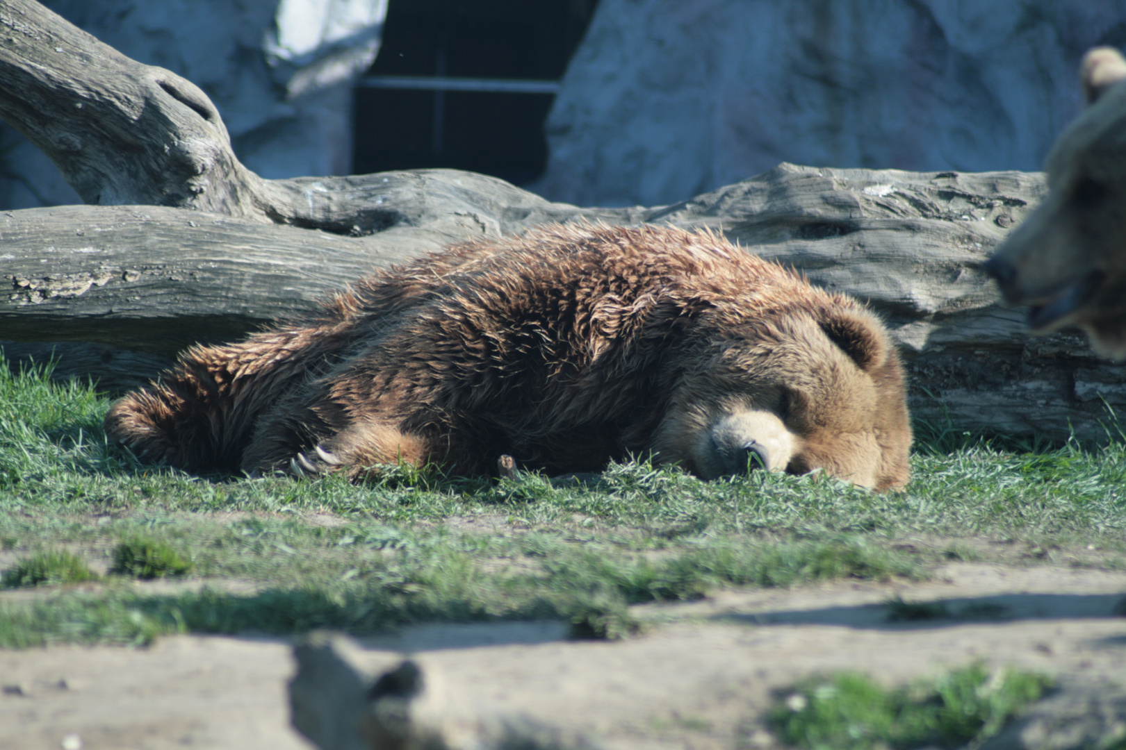 Braunbär beim schlafen