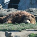 Braunbär beim schlafen