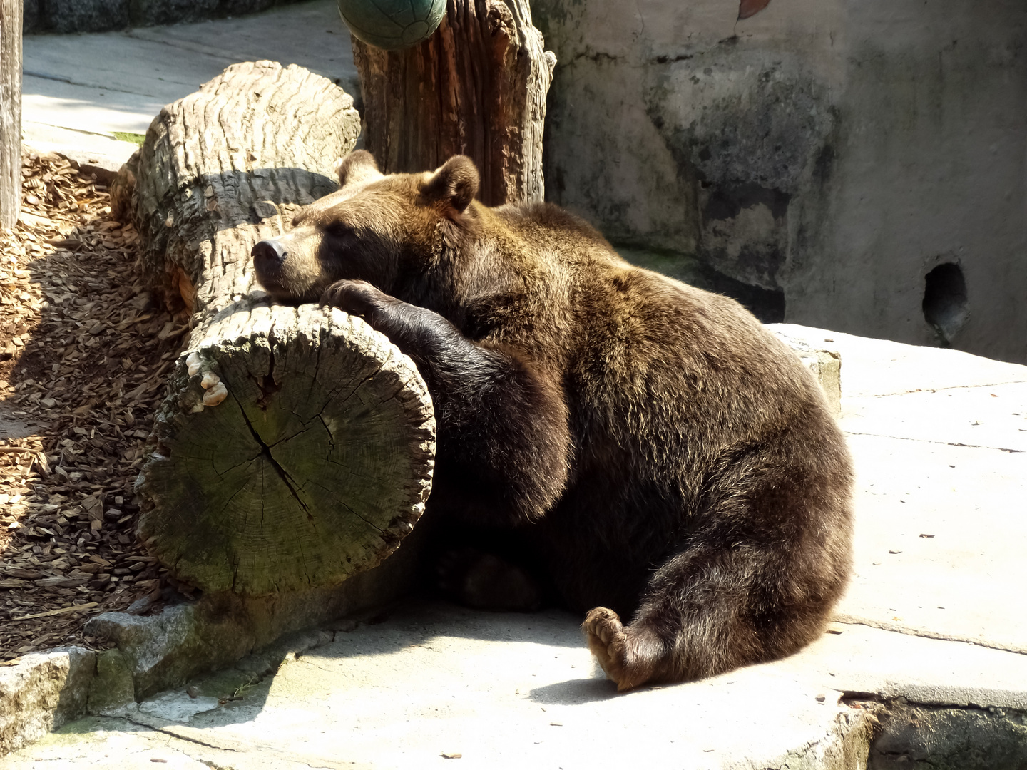 Braunbär beim Träumen