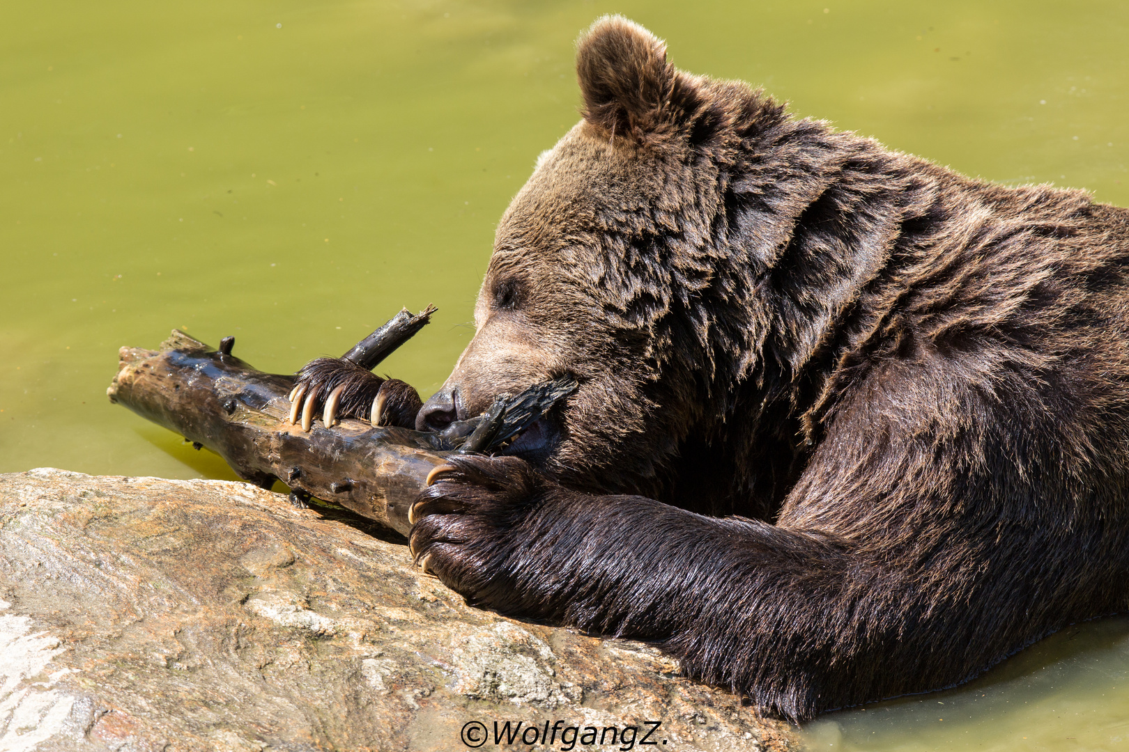 Braunbär Benny beim spielen