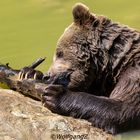 Braunbär Benny beim spielen