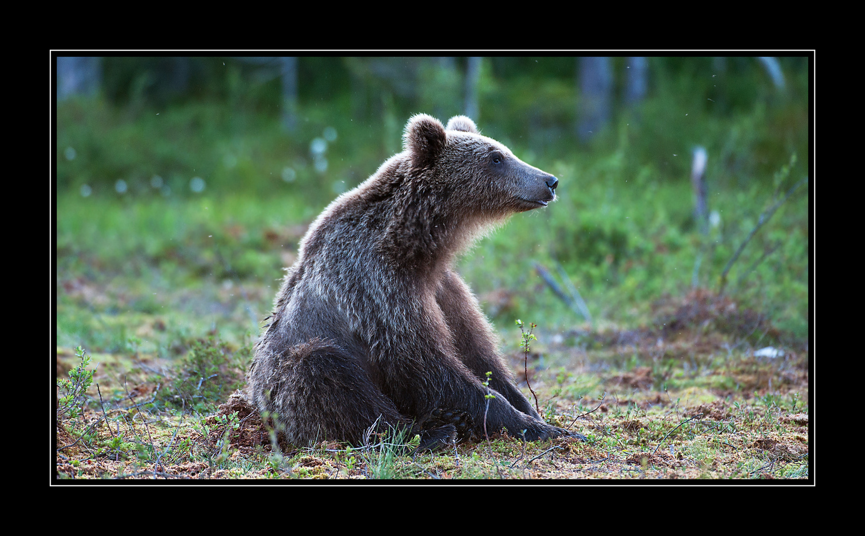 Braunbär beobachtend