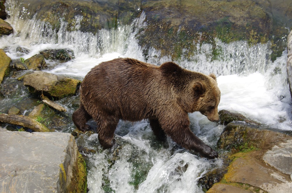 Braunbär