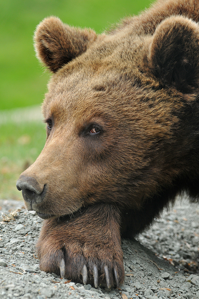 Braunbär – Blick