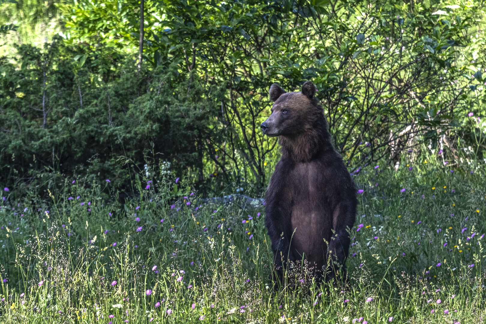 Braunbär - Bosnien-Herzegowina