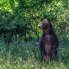 Braunbär - Bosnien-Herzegowina